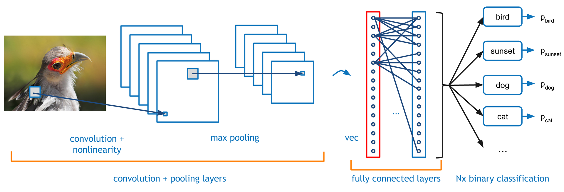 Convolutional Neural Network extracts features from an image with a bird